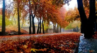 A path under chinar trees covered in red autumn leaves in Kashmir