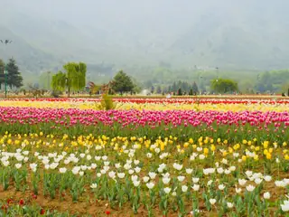 Rows of tulips in bloom at the Tulip Garden in Srinagar